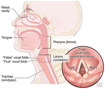 Ảnh 4 của Larynx Cancer