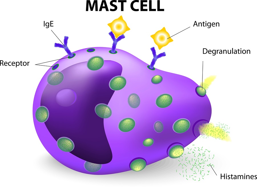 Ảnh 5 của Mast cell