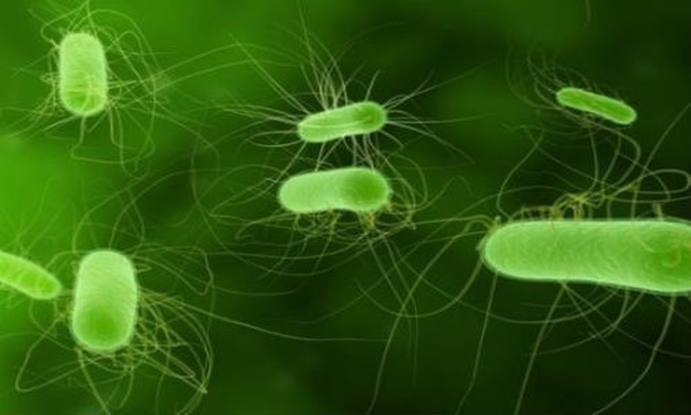 Ảnh 1 của Nhiễm khuẩn E.coli