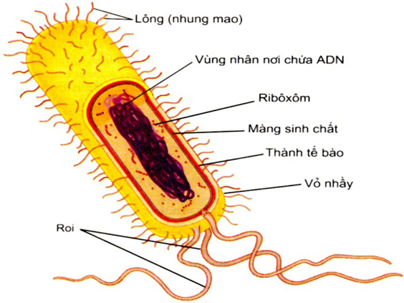 Ảnh 2 của Nhiễm khuẩn E.coli