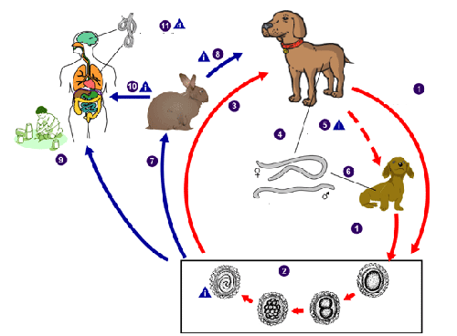 Ảnh 3 của Nhiễm sán dây chó (Echinococcus)