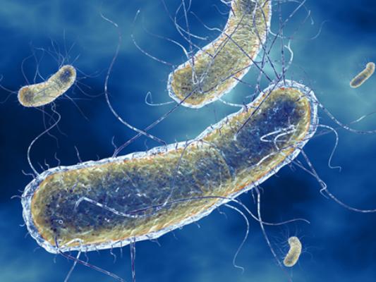 Ảnh 3 của Nhiễm khuẩn E.coli