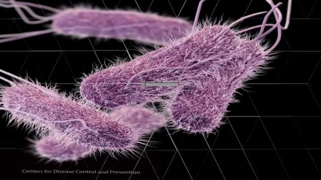 Ảnh 4 của Nhiễm khuẩn Salmonella