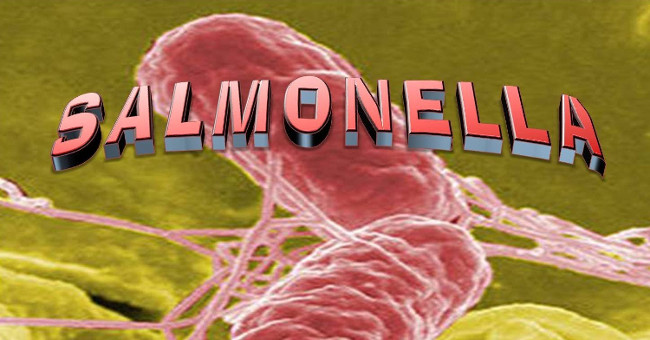 Ảnh 2 của Nhiễm khuẩn Salmonella