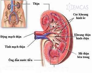 Ảnh 2 của Polycystic Kidney Disease
