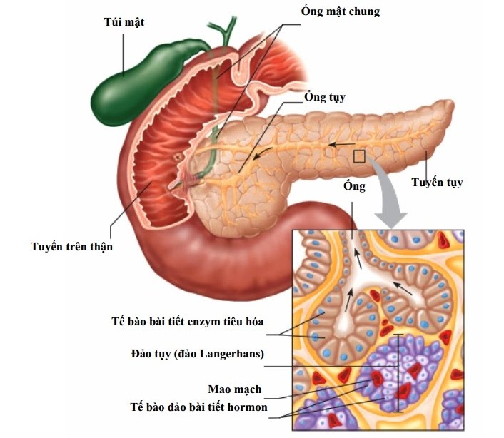 Ảnh 1 của Pancreatic cancer