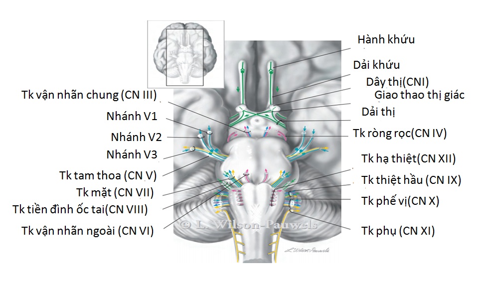 Ảnh 3 của Rối loạn dây thần kinh sọ não số III