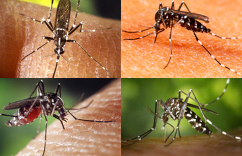 Ảnh 1 của Sốt Chikungunya (do muỗi truyền)