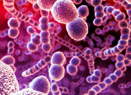 Bệnh Streptococcus: Nguyên nhân, biến chứng và cách điều trị