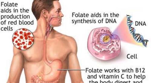 Ảnh 2 của Thiếu máu do thiếu Folate