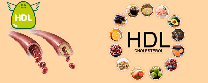 Chỉ số HDL - Cholesterol trong máu cao có ý nghĩa gì?