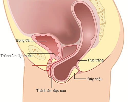 Sa trực tràng là bệnh gì? Nguyên nhân và dấu hiệu nhận biết