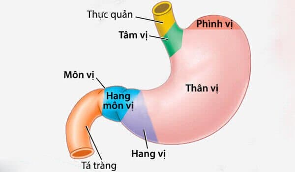 Viêm xung huyết hang vị dạ dày: Chẩn đoán và điều trị