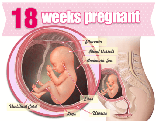 Sự phát triển của thai nhi tuần 18 mẹ bầu cần biết