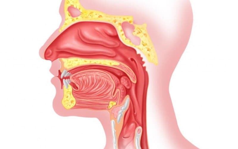 Các bệnh lý về tai mũi họng thường hay gặp