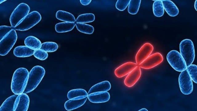 Vai trò của xét nghiệm nhiễm sắc thể đồ trong chẩn đoán dị tật thai nhi