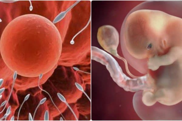 Xét nghiệm tinh trùng di động như thế nào? ý nghĩa thế nào với khả năng thụ thai?