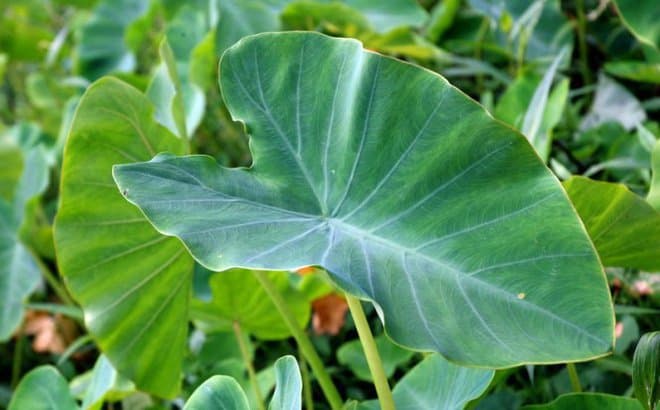 Lá khoai môn: Thành phần dinh dưỡng & công dụng