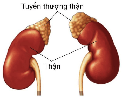Chụp và lấy máu tĩnh mạch thượng thận siêu chọn lọc số hoá xoá nền
