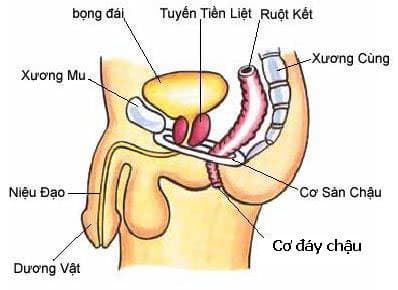 Chọc hút nước tiểu trên xương mu