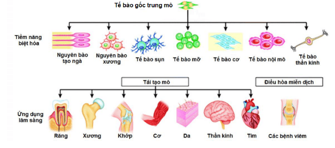 Ứng dụng lâm sàng của Tế bào gốc trung mô dây rốn trong điều trị phổi tắc nghẽn mạn t