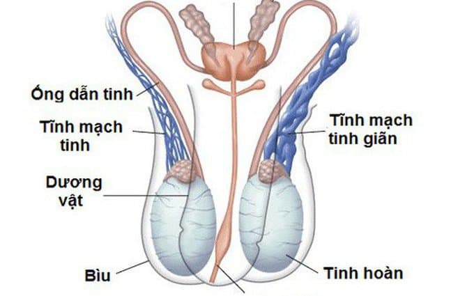 Giãn tĩnh mạch thừng tinh trên siêu âm
