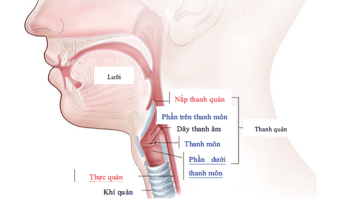 Liệt dây thanh quản và phương pháp điều trị