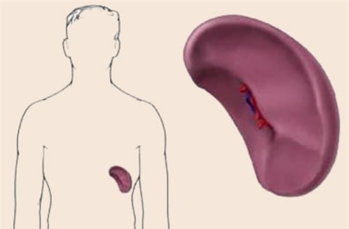Lá lách to có nguy hiểm?