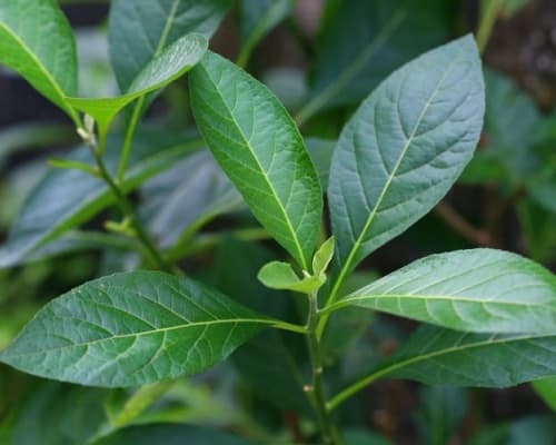 Cây lá đắng ( Cây mật gấu) chữa đau vai gáy