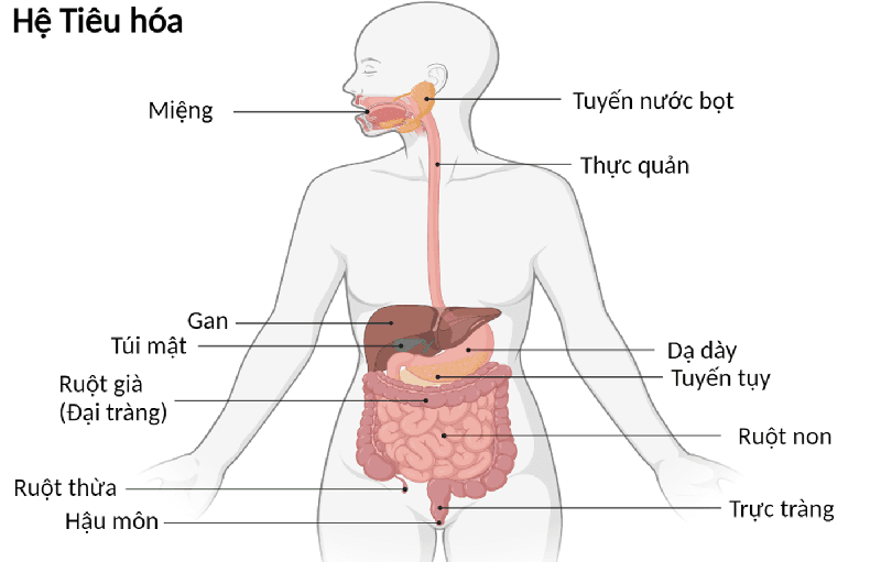 Chi phí khám tiêu hóa hết bao nhiêu? Tham khảo giá tại các địa chỉ ở Hà Nội