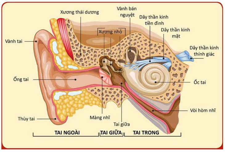 Các bệnh lý về tai thường gặp, cách phòng ngừa và điều trị