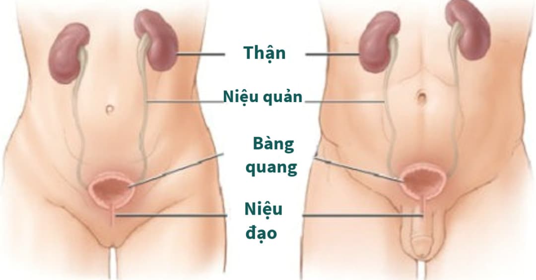 Địa chỉ khám chữa bệnh Tiết niệu uy tín tại Hà Nội