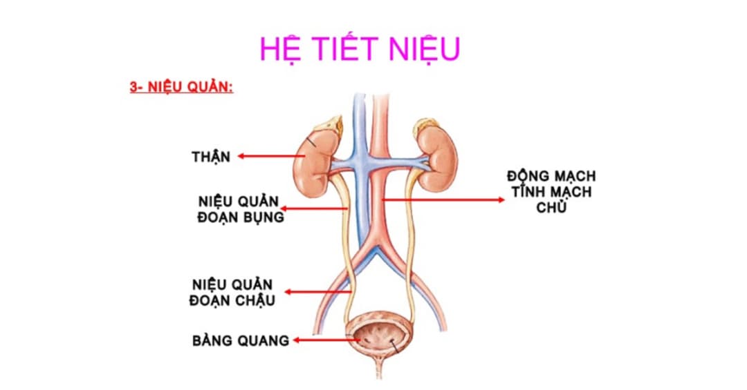 Địa chỉ khám viêm đường tiết niệu uy tín và chất lượng