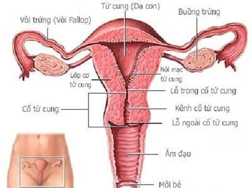 Tầng sinh môn những điều phụ nữ cần biết