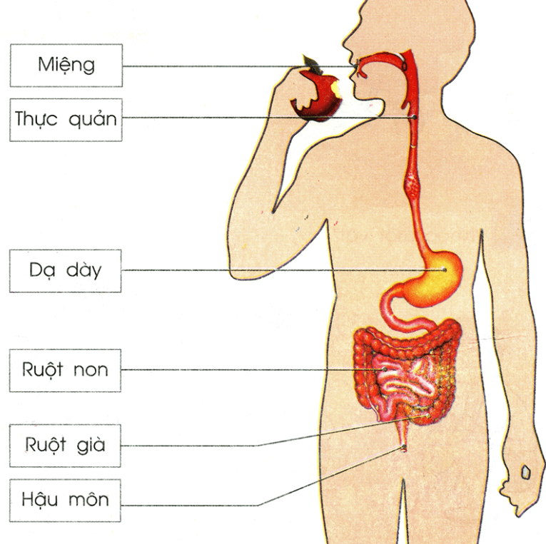 Mất bao lâu để tiêu hóa thức ăn?
