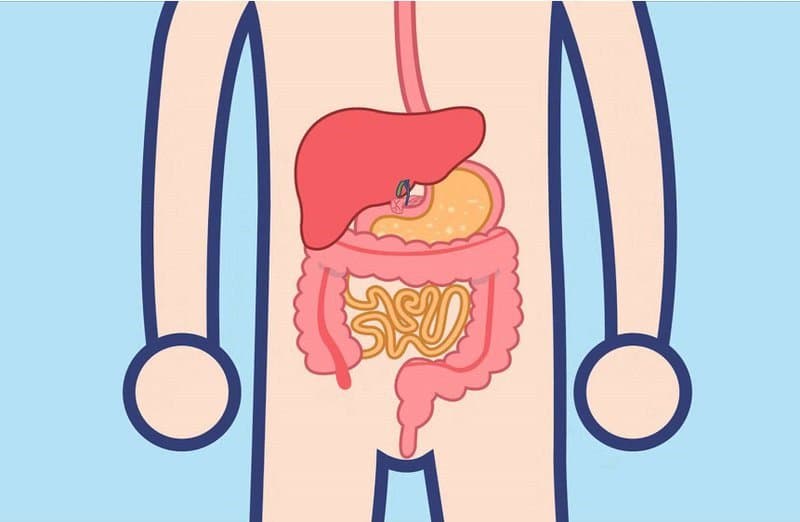 11 cách bảo vệ hệ tiêu hóa tốt nhất mà bạn không được bỏ qua