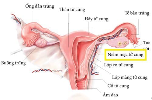 Niêm mạc tử cung dày và mỏng ảnh hưởng tới khả năng mang thai thế nào?
