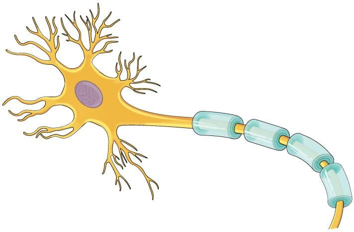 Myelin: \"Áo giáp\" bảo vệ các tế bào thần kinh của bạn