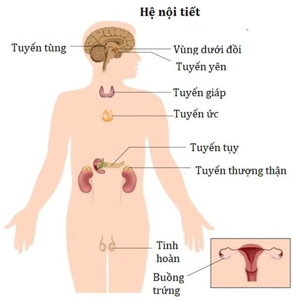 Bệnh nội tiết ở phụ nữ nguyên nhân vô sinh hiếm muộn