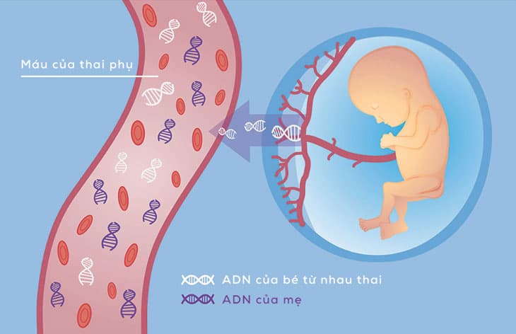 Xét nghiệm NIPT 7 giúp sàng lọc những dị tật nào? Đối tượng nào nên thực hiện NIPT 7?