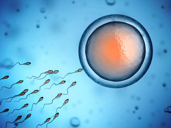 Tinh trùng có thể sống bao lâu trong tử cung và ngoài môi trường không khí - ảnh 1