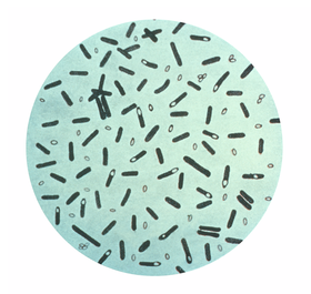 Ảnh 1 của Nhiễm vi khuẩn Clostridium botulinum