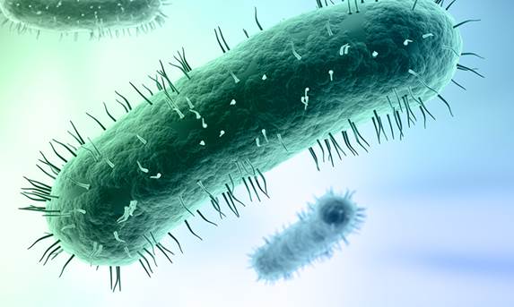 Ảnh 4 của Nhiễm khuẩn Mycoplasma
