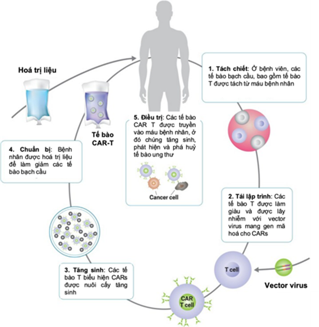 Liệu pháp tế bào CAR-T trong điều trị ung thư - ảnh 2