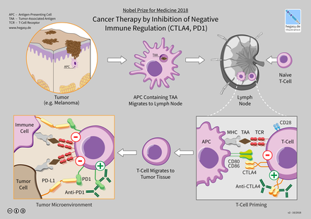 Điều trị ung thư của liệu pháp ức chế chốt kiểm soát miễn dịch - ảnh 4