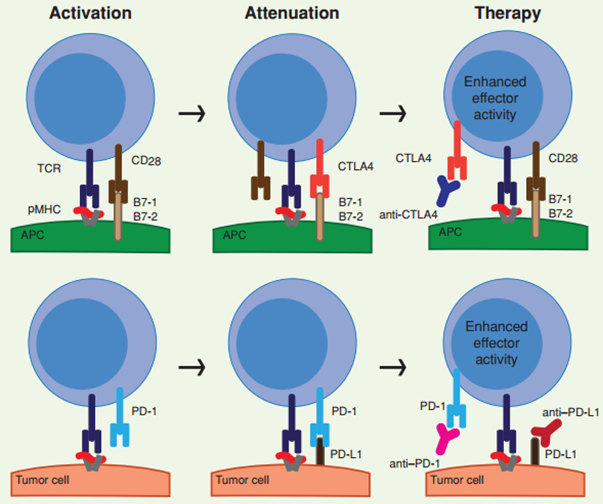 Điều trị ung thư của liệu pháp ức chế chốt kiểm soát miễn dịch - ảnh 5