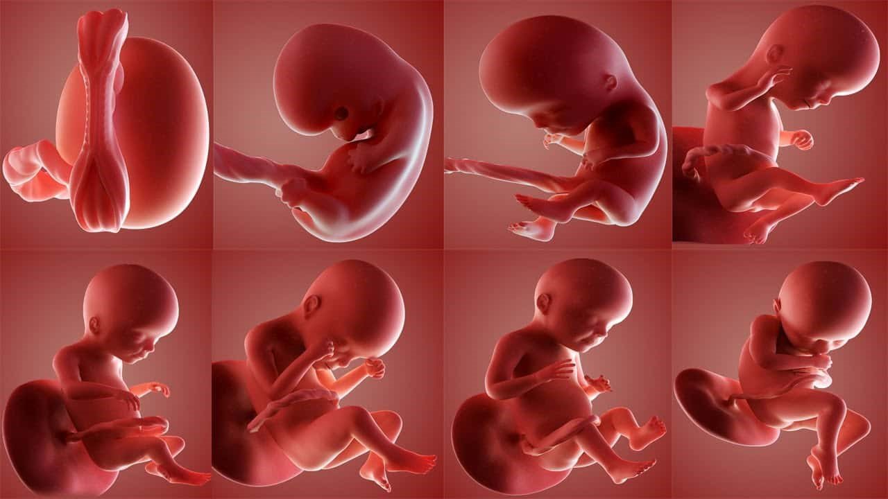 Tại sao mẹ bầu cần phải siêu âm tầm soát dị tật thai nhi? - ảnh 2