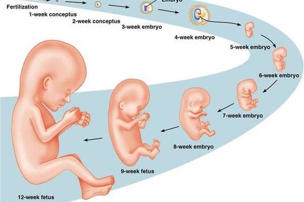 Siêu âm lúc nào tính tuổi thai đúng nhất? - ảnh 1