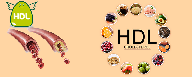 Chỉ số HDL - Cholesterol trong máu cao có ý nghĩa gì?