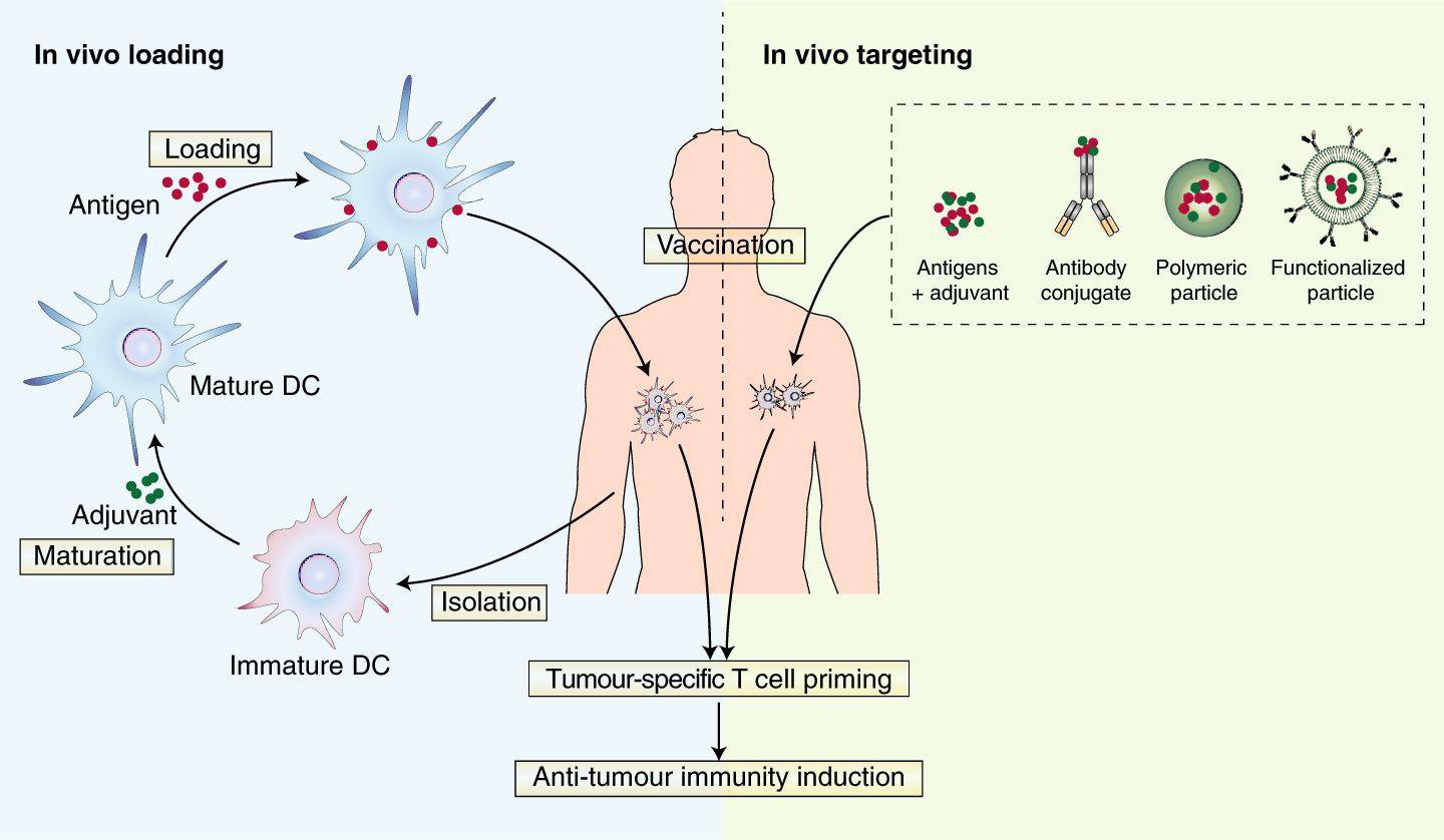 Liệu pháp DC vaccine trong điều trị ung thư - ảnh 1